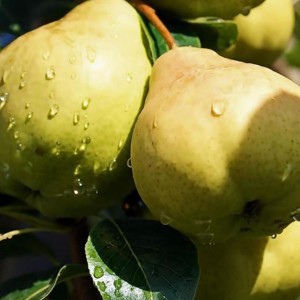 Груша Августовская роса