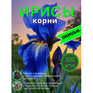 Ирисы /  ОПТ 300  штук