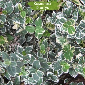 Комплект 5шт / Бересклет Форчуна Эмеральд Галетти