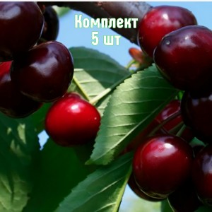 Комплект 5шт / Черешня Веда
