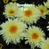 Комплект 5шт / Ромашка (нивяник) Голдрауш: фото и описание