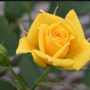 Комплект 5шт / Роза Латина (чайно-гибридная)