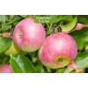 Саженцы Яблони Уэлси (Wealthy) - 5 шт.: фото и описание