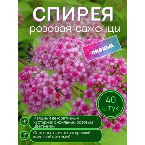 Спирея розовая / опт 40 штук