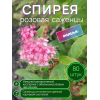 Спирея розовая / опт 80 штук