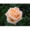 Саженец чайно-гибридной розы Таймлесс