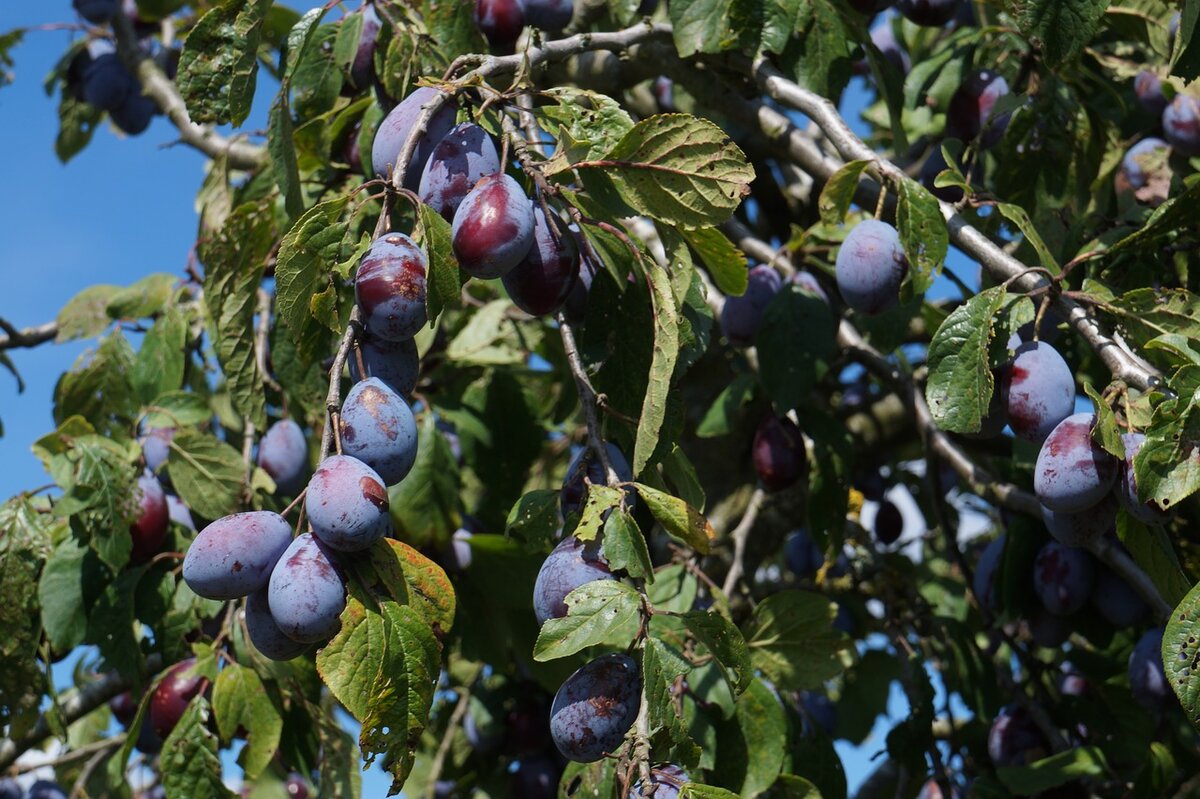 Чернослив дерево фото с плодами